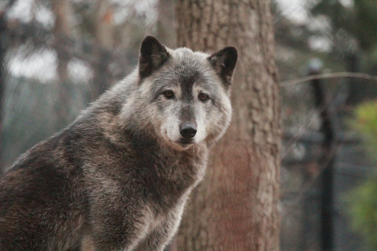 Gray wolf